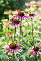 Echinacea 'Green Envy'. A perennial coneflower with long-lasting, lime-green petals that gradually develop a pink flush.