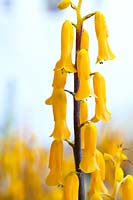 Lachenalia flava syn. Lachenalia aloides var. Aurea. A tall lachenalia with large golden flowers on a deep red stem.