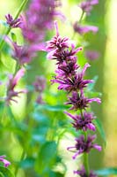 Agastache mexicana 'Sangria'. A Mexican hyssop with violet flower spikes 