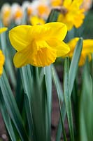 Narcissus 'Golden Riot'. A daffodil with pure yellow perianth and trumpet flower