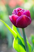 Tulipa 'Double Dazzle'. A low growing tulip with large, purple peony-like flowers