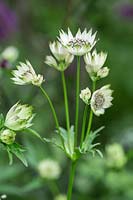 Astrantia major 'Buckland' - A clump forming perennial with pale pink floers surrounded by white bracts.