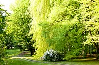 View of azalea Dorothy Hayden and acers, beech, limes