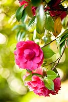 Camelia japonica