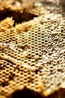 Close up detail of a honeycomb