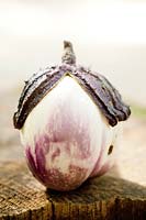 Harvested aubergine - eggplant. Solanum melongena 'Galine'