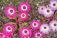 Mesembryanthemum - Livingstone daisies