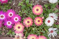 Mesembryanthemum - Livingstone daisies