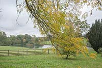 Autumn landscape view towards lake. Gleditsia x texana syn. Texas Honey Locust hybrid of G. aquatica x G. tricanthos