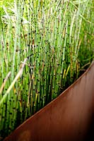 Equisetum hyemale var. robustum grows in raised beds in modern, terrace garden.