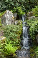Waterfall framed by Cotoneaster, Rhododendron and Athyrium filix-femina - Lady Ferns. 