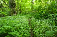 Narrow path through Claytonia sibirica and Acer circinatum 