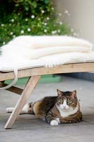 Cat resting on terrace. 
