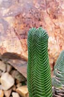 Crassula buddha's temple - Buddha's temple