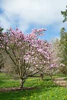 Magnolia 'Caerhays Belle' tree flowering in spring - Batsford arboretum
