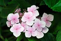 Hydrangea macrophylla 'Mariesii Perfecta' AGM syn. 'Blue Wave' - September