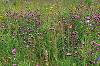 North American prairie meadow at RHS Wisley designed by Prof James Hitchmough of Sheffield University.  Main plants - Dianthus carthusianorum and Penstemon barbatus 