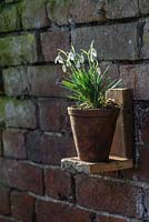 Galanthus Nivalis - snowdrops in a terracotta pot on a wooden stand fixed to a brick wall 