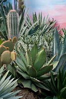 Agaves and cactus in mixed border.