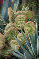 Opuntia pycnantha - Prickly Pear cactus