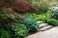 Steps up through border of yellow Meconopsis cambrica, Acer and Hostas