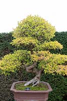 Ulmus parvifolia 'Bonsai tree'