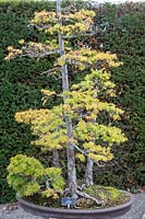 Larix kaempferi 'Bonsai tree'