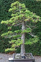 Larix kaempferi 'Bonsai tree'