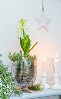 White Hyacinthus - Hyacinth - in glass vase of pine cones on wooden shelf with white candles and foliage, star hung on wall behind