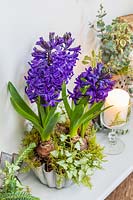 Blue hyacinthus - Hyacinth - in metal mould with moss on wooden shelf with white candle in a wine glass and foliage