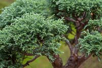 Chamaecyparis 'False cypress'