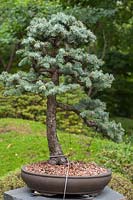 Picea pungens 'Blue spruce'