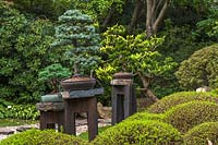 Prague Japanese garden corner with collection of bonsai trees - Picea pungens and round shaped evergreen bushes.