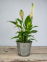 Spathiphyllum Peace Lily houseplant.
