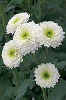 Chrysanthemum 'Vivid' 