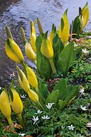 Lysichiton americanum - Yellow Sunk Cabbage - growing by water with white Anemone