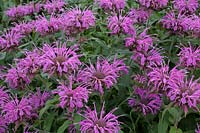 Monarda 'Violet Queen' 