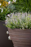 Calamintha nepeta 'Blue Cloud' in container