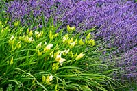 Hemerocallis 'Joan Senior' - Daylily and Nepeta racemosa 'Walker's Low' - Catmint 