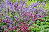 Border with Nepeta racemosa 'Walker's Low' and Astrantia major 'Claret'