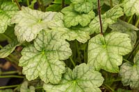 Heuchera 'Cool Dude'