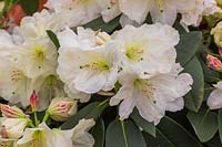 Rhododendron 'Olivia'