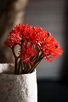Coral flowers in vase