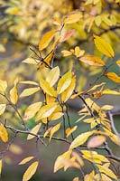 Ulmus parvifolia, Chinese Elm