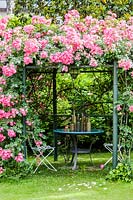 Rosa 'Cocktail' covering metal pergola, with table and chairs beneath. 
 