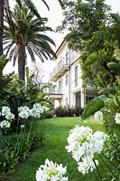 View of Italian garden and villa, with flowering white Agapanthus, Strelitzia nicolai and Phenix canariensis
