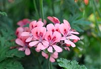 Pelargonium 'Roller's Satinique' AGM 