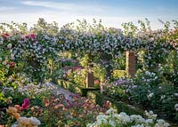 The Long Garden at David Austin Roses with Rosa 'Paul's Himalayan Musk' AGM growing over the pergola.