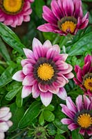 Gazania rigens F1 'Daybreak XP Pink Shades'