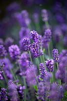 Lavandula angustifolia SuperBlue - Lavender